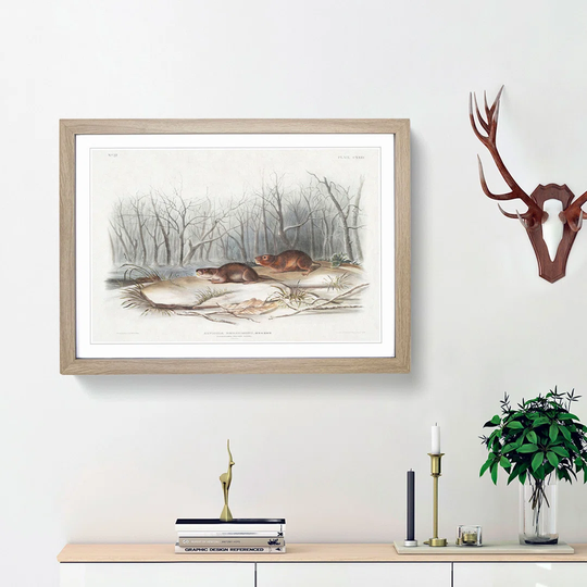Meadow Mouse by J.W. Audubon - Picture Frame Painting Print