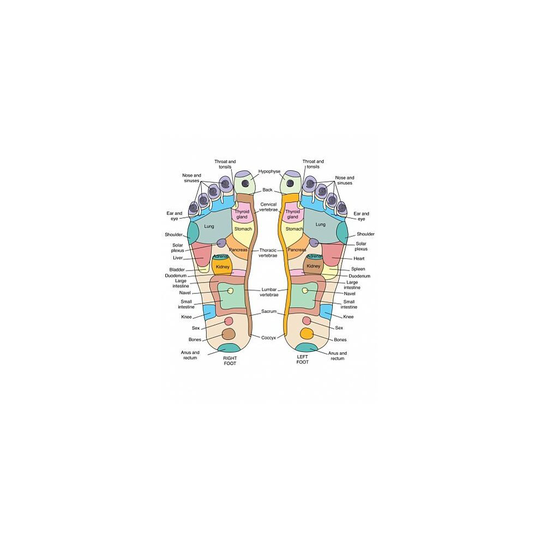 (A3 (29x42 cm) Fine Art Print) Reflexology foot map, artwork Fine Art Print