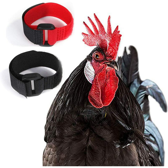 Anti Hook Chicken Collar Rooster Collar Rooster Collar Adjustable Chicken Collar Prevents Chickens From Screaming Disturbing Neighbors Chicken Collar