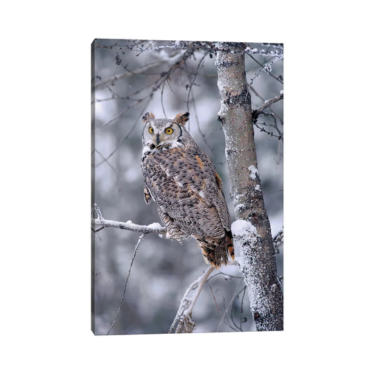 Great Horned Owl Perched in Tree Dusted with Snow by Tim Fitzharris - Wrapped Canvas Photograph