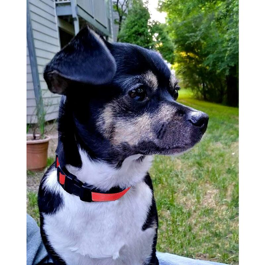 Reflective Dog Collar, Adjustable Soft Neoprene Padded Breathable Nylon Collar for Small, Medium, Large, Extra Large Dogs