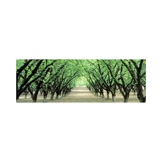 Hazel Nut Orchard, Dayton, Oregon, USA - Wrapped Canvas Panoramic Photograph