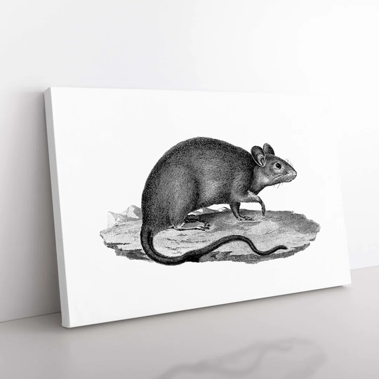 Rat Illustration - Wrapped Canvas Drawing