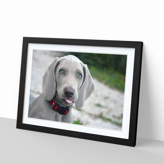 'Weimaraner Puppy Dog' Framed Photographic Print