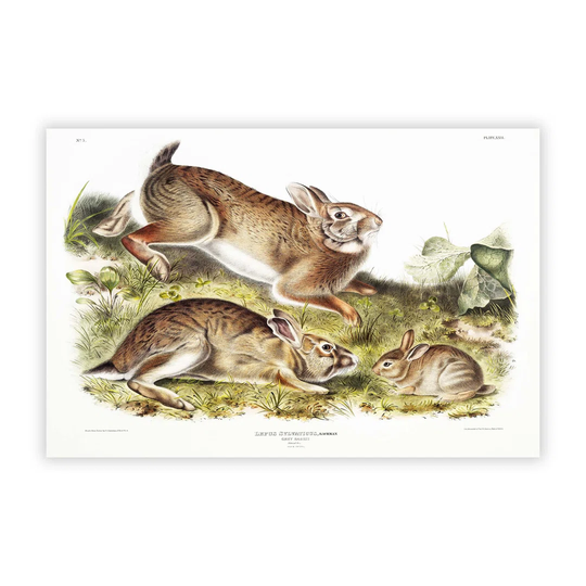 'Grey Rabbits' by J.W. Audubon - Unframed Painting Print on Paper