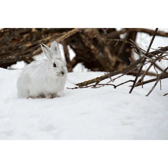 White Hare - Wrapped Canvas Photograph