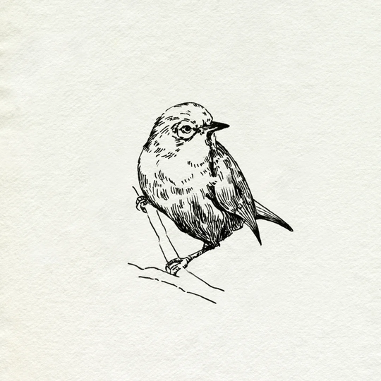 Bird Feeder Friends III by Emma Caroline - Wrapped Canvas Drawing Print
