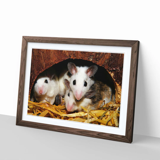 'Mouse Hole' Framed Photographic Print