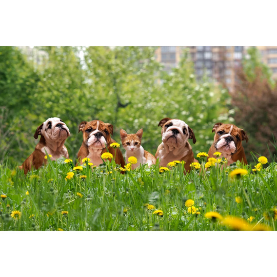 English Bulldog Puppies in a City Park by Kozorog - Wrapped Canvas Photograph