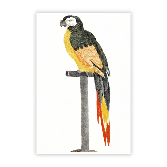 'A Perched Parrot' by Johan Teyler - Unframed Painting Print on Paper