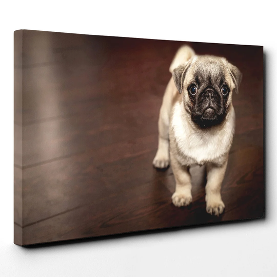 Puppy Pug Dog Photographic Print on Canvas