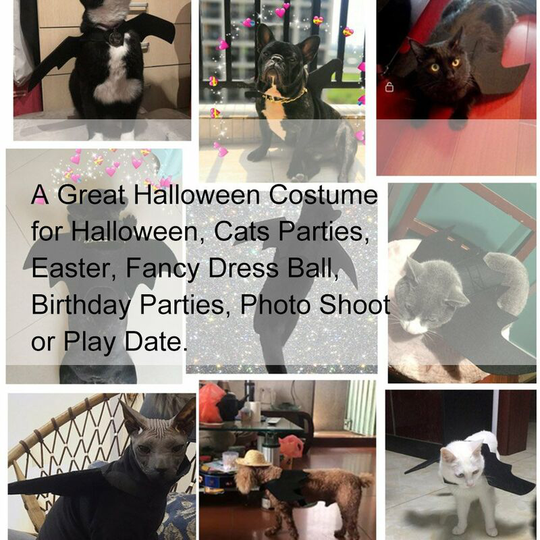 Halloween Pet Bat Costume Cat Bat Costume for Halloween Pet Fancy Dress for Cats Small Dogs