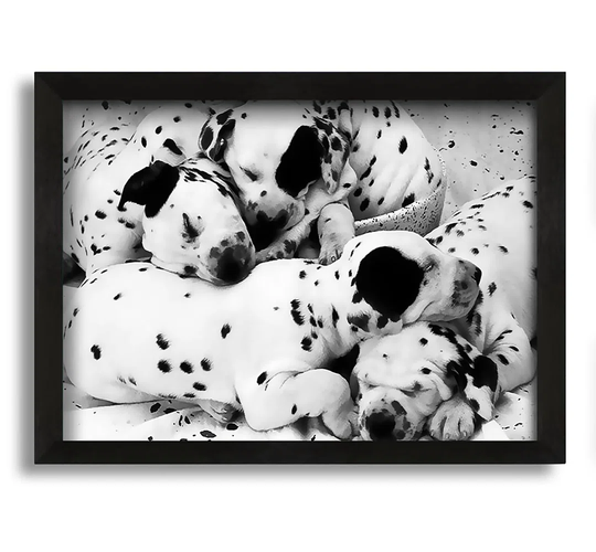 Dalmatian Puppies in Dreamland - Picture Frame Photograph on Canvas