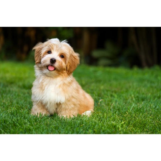 Happy Little Orange Havanese Puppy Is Sitting in the Grass by Dorottya_Mathe - Wrapped Canvas Photograph