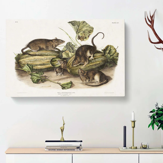Brown Rats by J.W. Audubon - Wrapped Canvas Painting Print