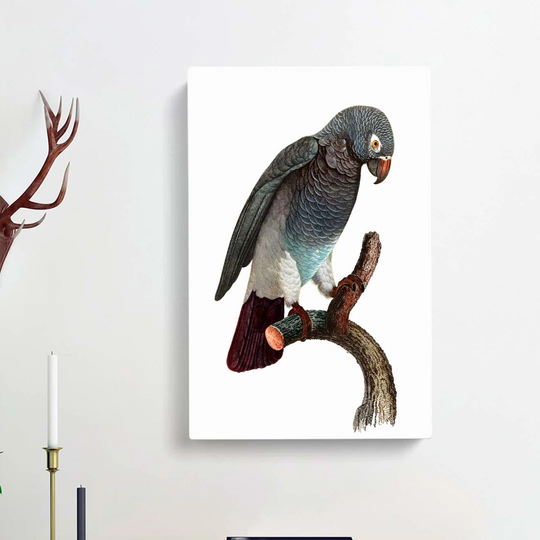 Grey Parrot Perched by F. Levaillant - Wrapped Canvas Painting Print