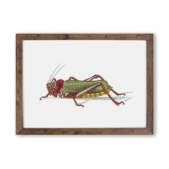 'Granulated Locust' by George Shaw - Picture Frame Painting Print on Paper