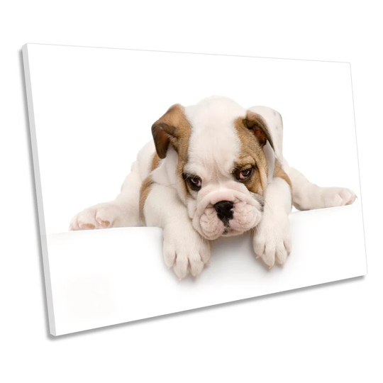 Cute British Bulldog Puppy - Wrapped Canvas Photograph