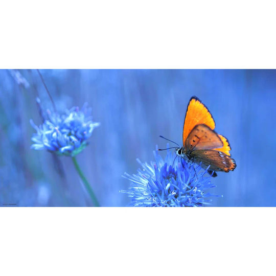 Butterfly Desk Pad
