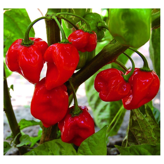 Pepper, Hot Habanero Caribbean Red (20) Fruit/Vegetable Seeds