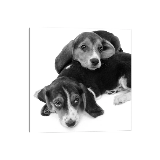 1960s Two Adorable Sad Eyed Beagle Puppies Lying One on Top the Other by Vintage Images - Wrapped Canvas Photograph
