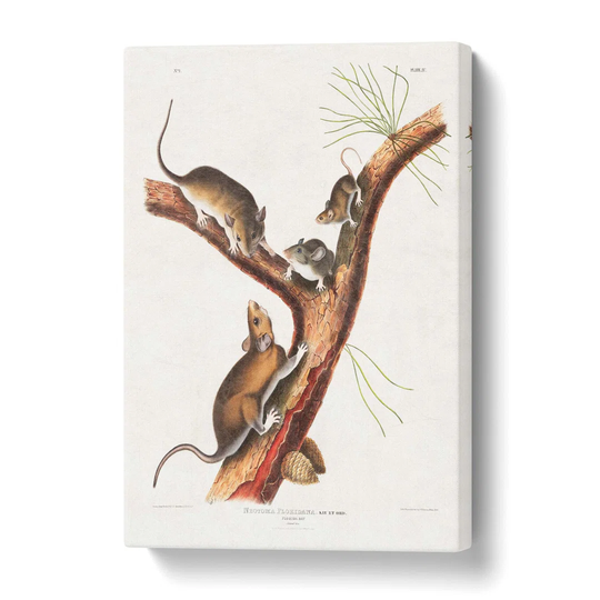 'Florida Rats' by J.W. Audubon - Wrapped Canvas Painting Print