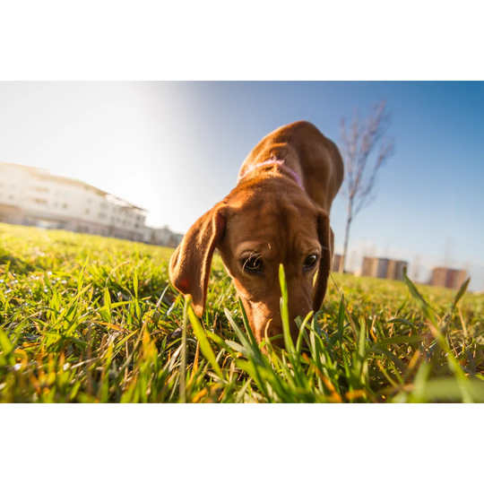 Bloodhound Dog Puppy Outdoor Portrait by Lorenzopatoia - Wrapped Canvas Photograph