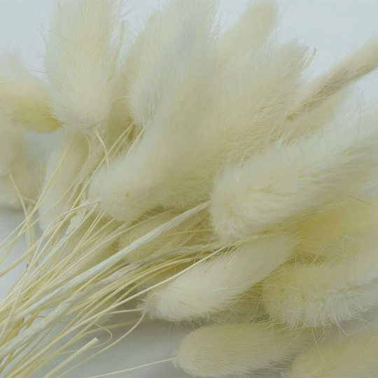 Rabbit Tail Bouquet 100% Natural Dried Flowers, Hand-Picked, Safe Packaging, Used for Home Decoration, Wedding Decorations, Photography Props (white)