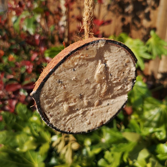 Pack of 3 Tom Chambers Wild Garden Bird Suet and Seed filled Coconut Feeder Half with Hanging String