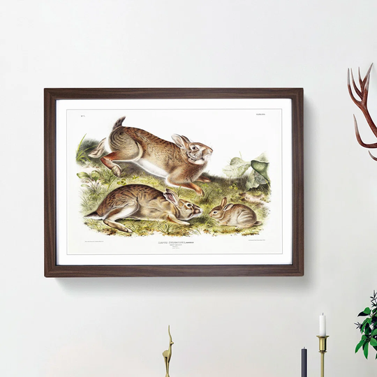 Grey Rabbits by J.W. Audubon - Picture Frame Painting Print