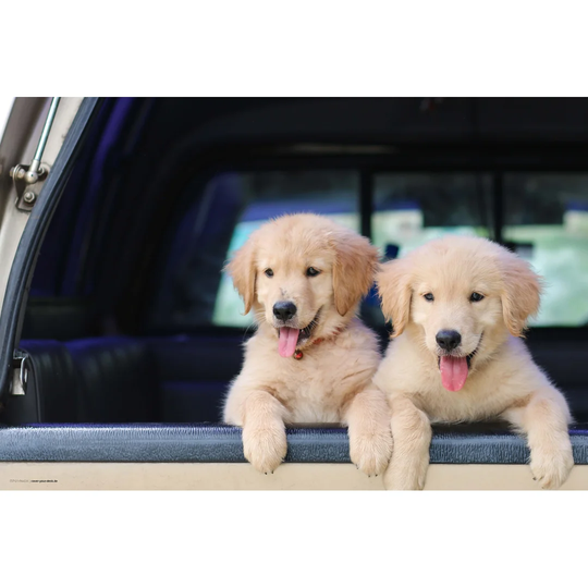 Retriever Puppy Desk Pad