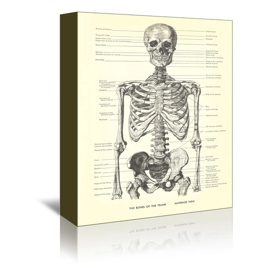Bones of the Trunk Anterior - Graphic Art Print