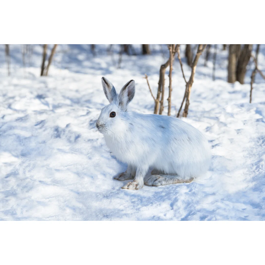 White Snowshoe Hare on Snow - Wrapped Canvas Photograph