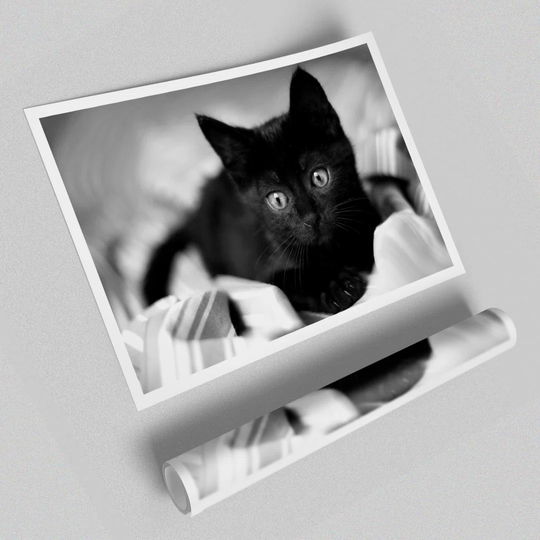 Kitten Wild Life - Graphic Art Print on Paper