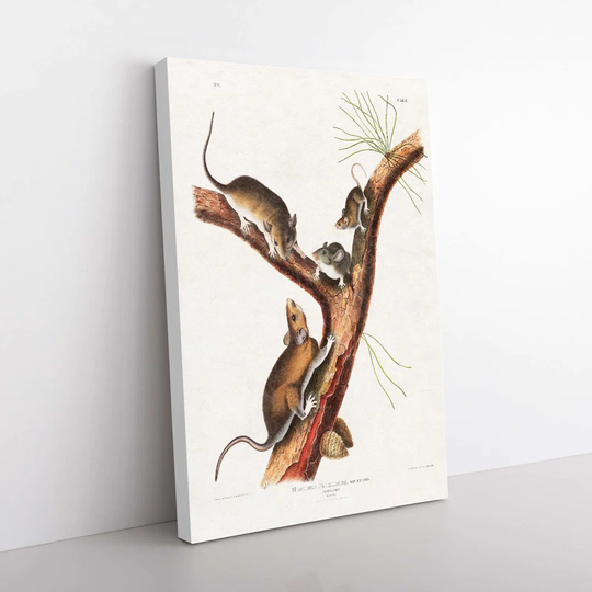 Florida Rats by J.W. Audubon - Wrapped Canvas Graphic Art