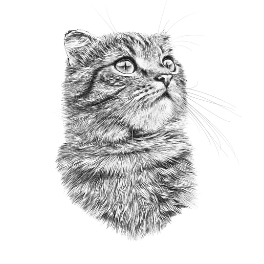 Cute Kitten - Wrapped Canvas Graphic Art