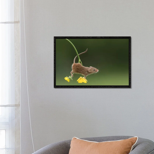 The Acrobat Harvest Mouse by Dean Mason - Photograph Print on Canvas