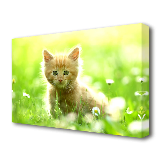 'Cute Kitten Wildlife' Photographic Print on Canvas