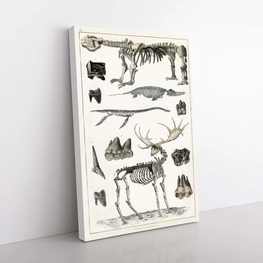 Animal Bones IV By Oliver Goldsmith