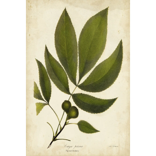 Pig-Nut Hickory Tree Foliage by John Torrey - Wrapped Canvas Painting