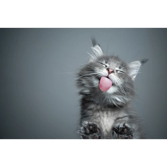 Cute Kitten Licking Glass Table With Copy Space