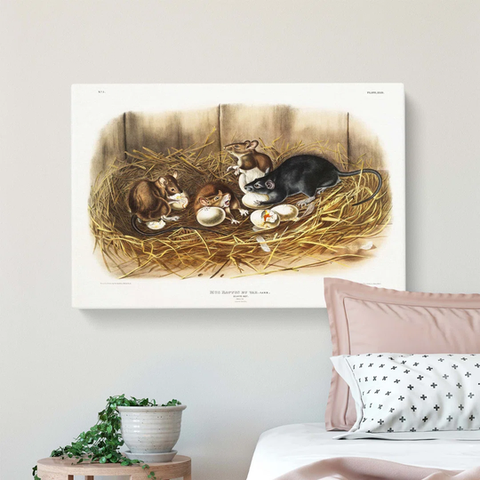 'Black Rat' by J.W. Audubon - Wrapped Canvas Painting Print