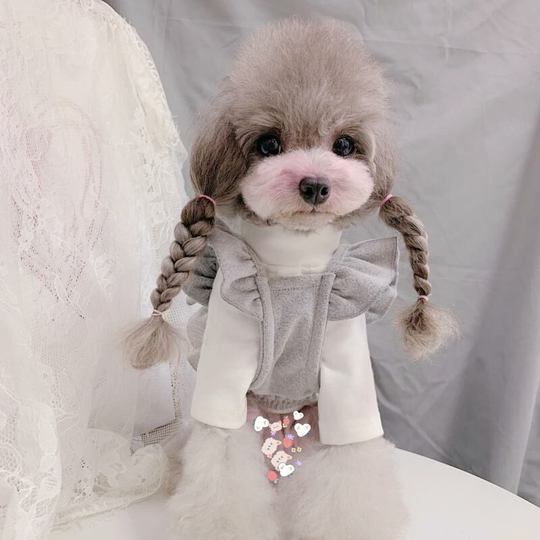 Benobby Kids - Pet clothes autumn and winter lace dog princess skirt Teddy Bichon small dogs cats m (chest 36', back 26 neck circumference 28'