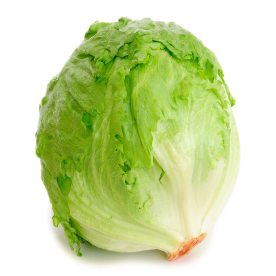 Salad Plants - Lettuce 'Iceberg' - 12 x Plug Plant Pack