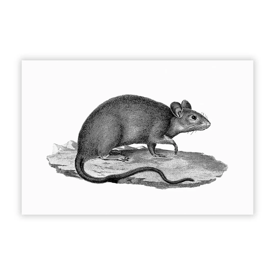 'Rat Illustration' - Unframed Painting Print on Paper