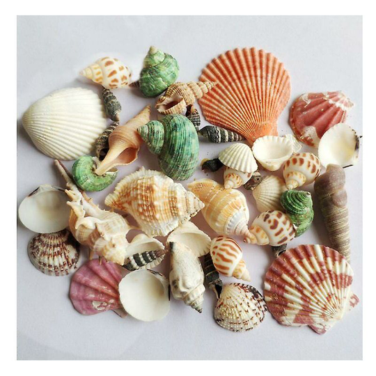 Mixed shell and conch bags, aquarium landscaping, aquarium decoration, photography props, natural craft scallops
