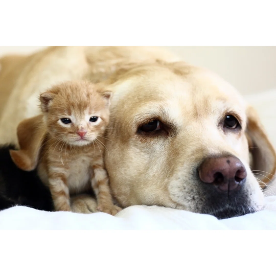 Kitten With Dog