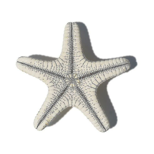 Starfish Natural Decorative Starfish Micro Landcape Aquarium Ornement (white, 4pcs)