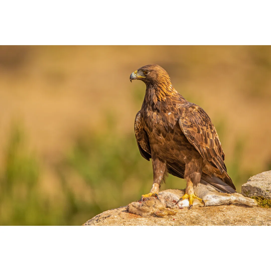 A Golden Eagle Perched on a Rock with a Killed Rabbit As Prey by Wim Hoek - Wrapped Canvas Photograph