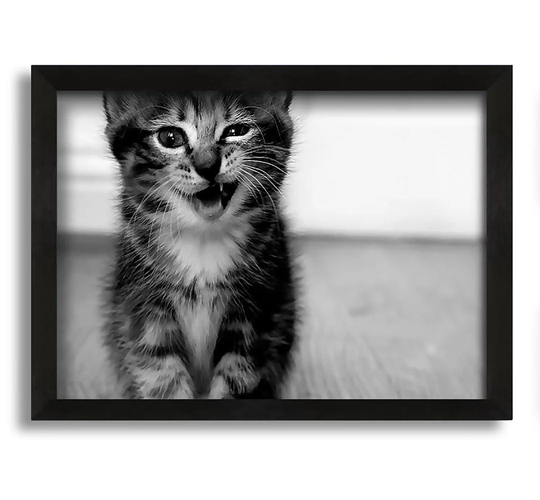 Funny Kitten - Picture Frame Photograph on Canvas